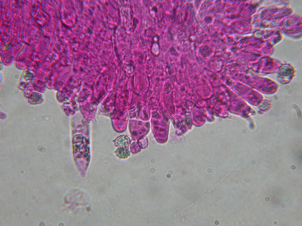 Pectinatoides ...!!!